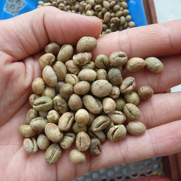 Зеленые кофейные зерна Culi Robusta, оптовая продажа
