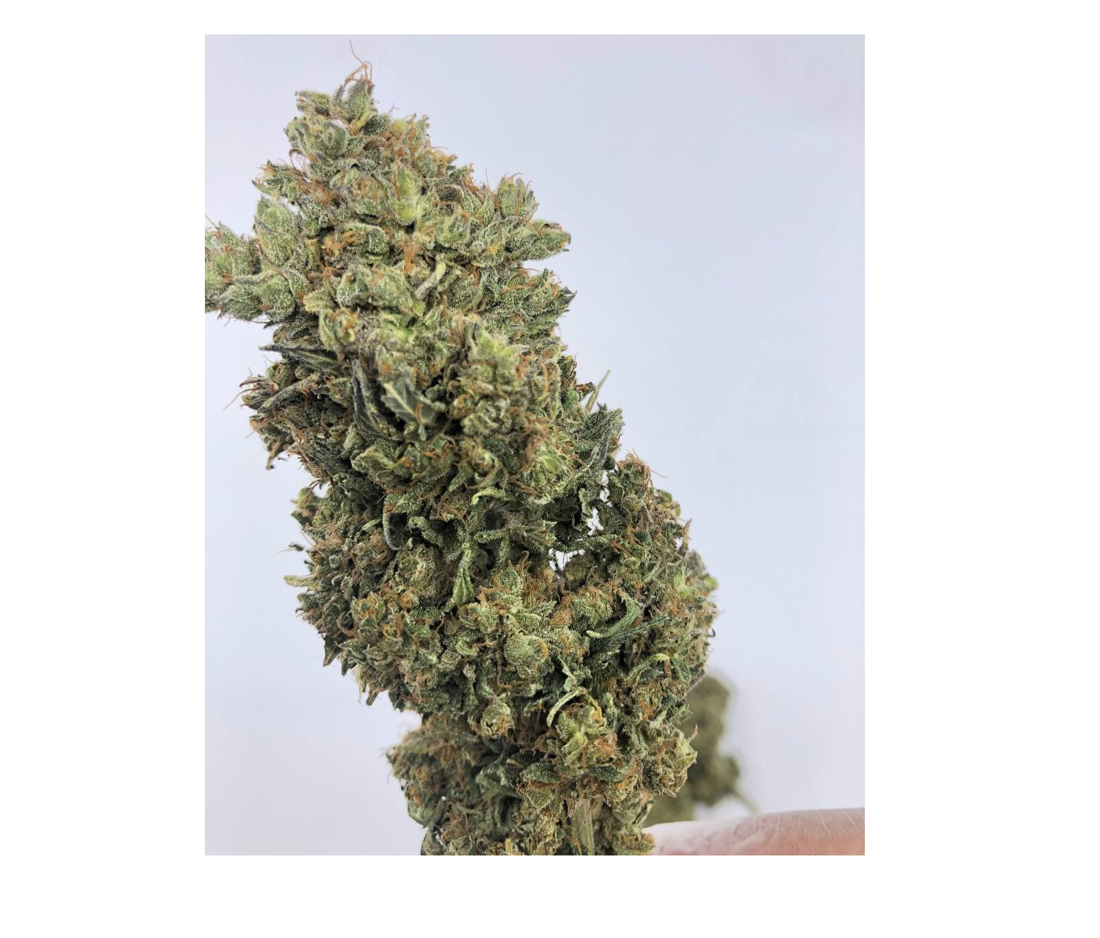 cbd hemp flower
