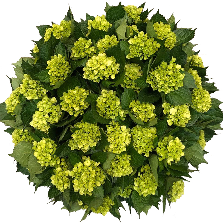 Hydrangea Mini Green Mojito For US only