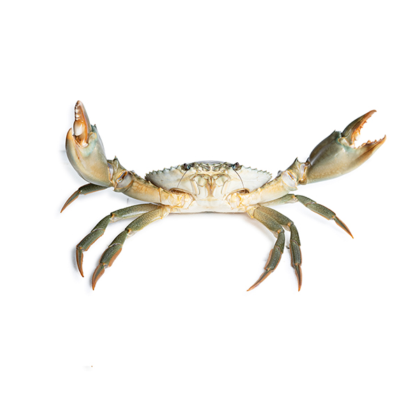 Зеленый грязевой краб, Scylla Serrata (Jumbo)