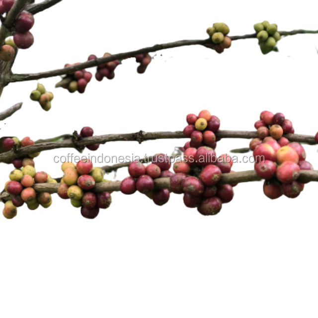 Крупные партии, зеленые кофейные зерна robusta из Индонезии