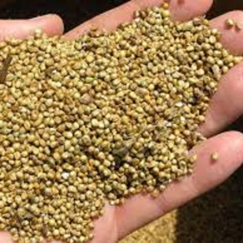 Sortex machine cleaned green millets
