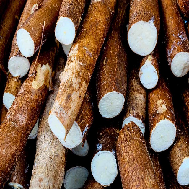 Top Quality Organic Fresh Cassava for Sale