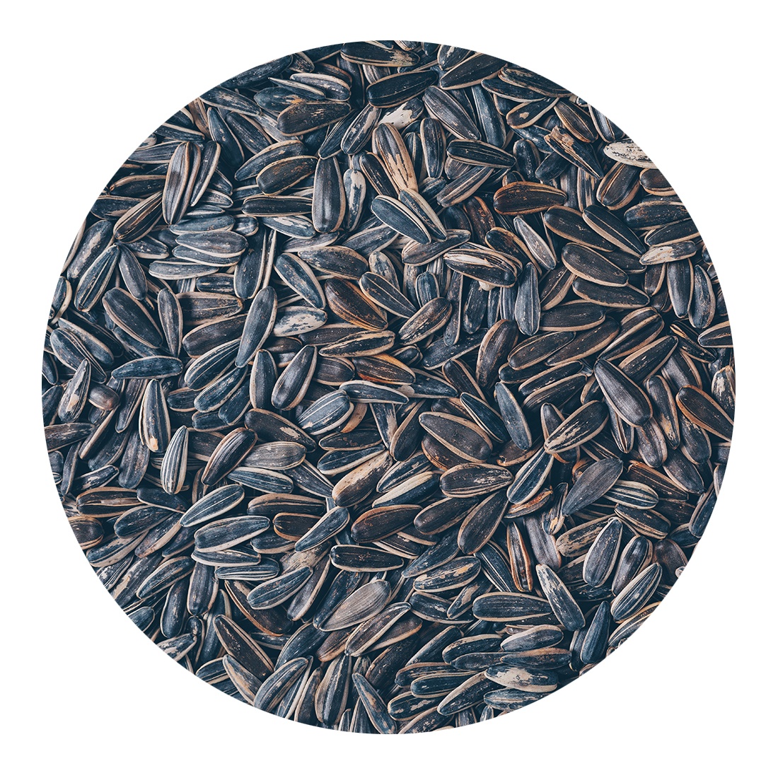 100% natural wholelsale bulk sunflower kernels & seeds oil seeds non-GMO natural Kazakhstan organic sunflower