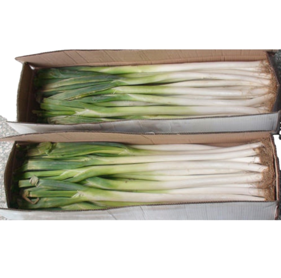 Scallion for Export Frozen Scallions/ Dried Green Scallions for Food 2021