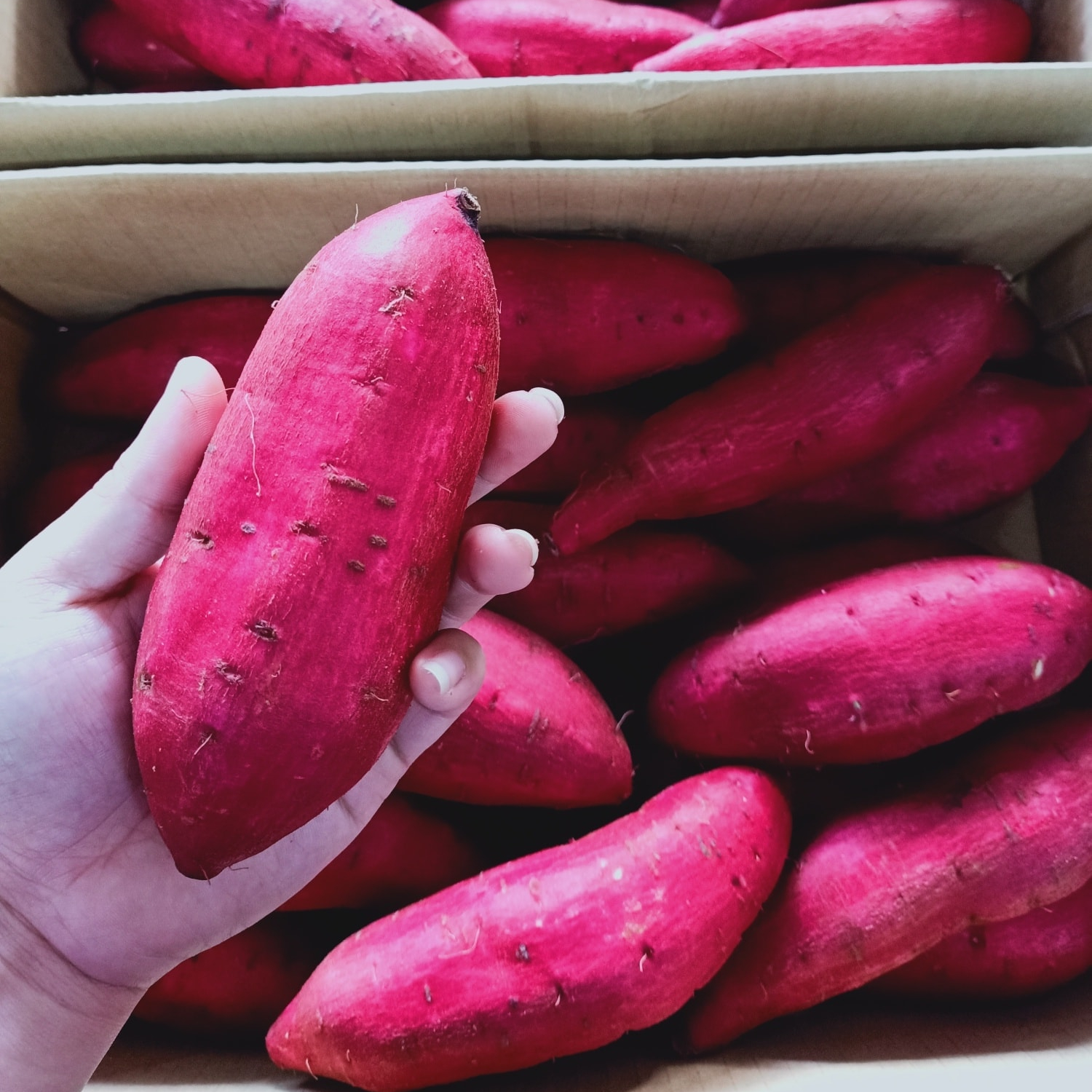 VIET NAM FRESH purple SWEET POTATO for export , call+84984418844