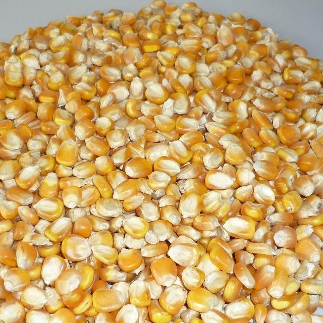 CORN GMO ANIMAL FEED from Brazil