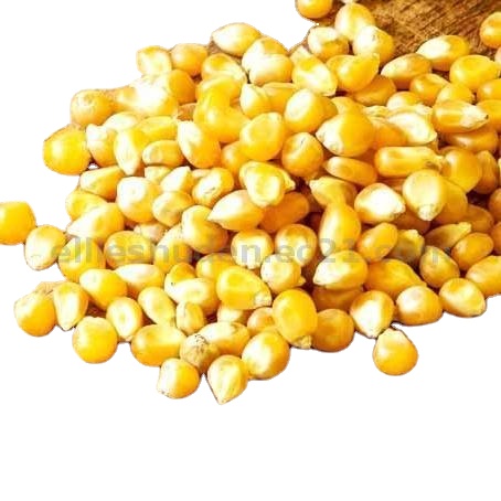 High Protein Natural Dried Yellow Maize for Animal Feed