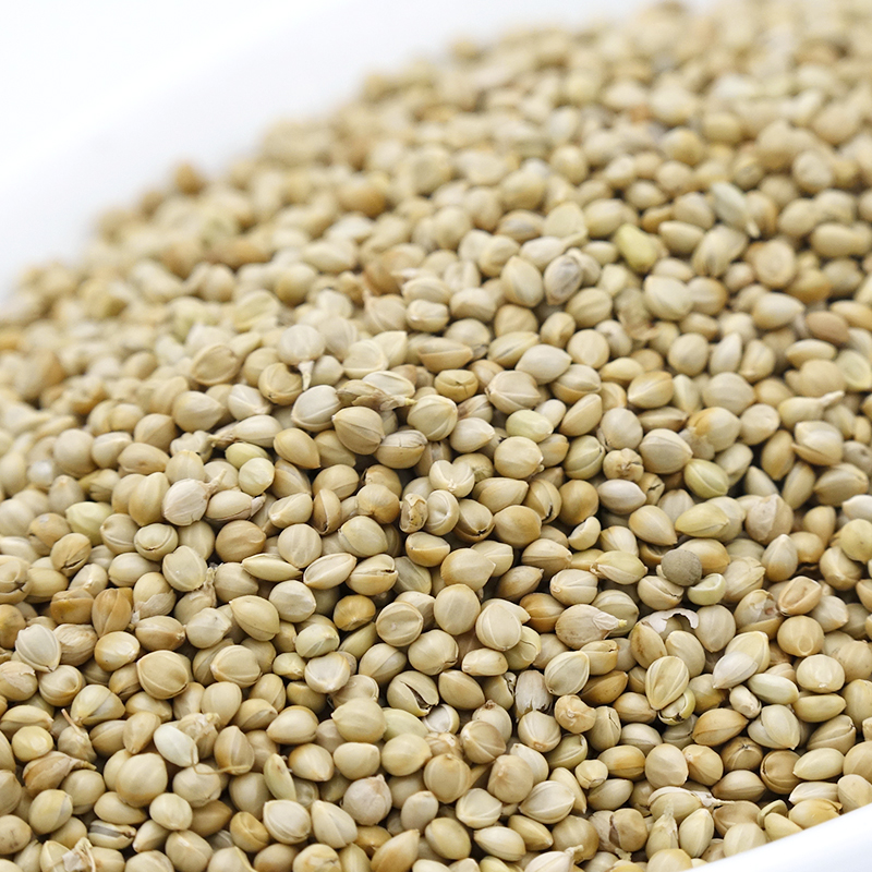 Yellow Millet in husk / foxtail millet from Germany