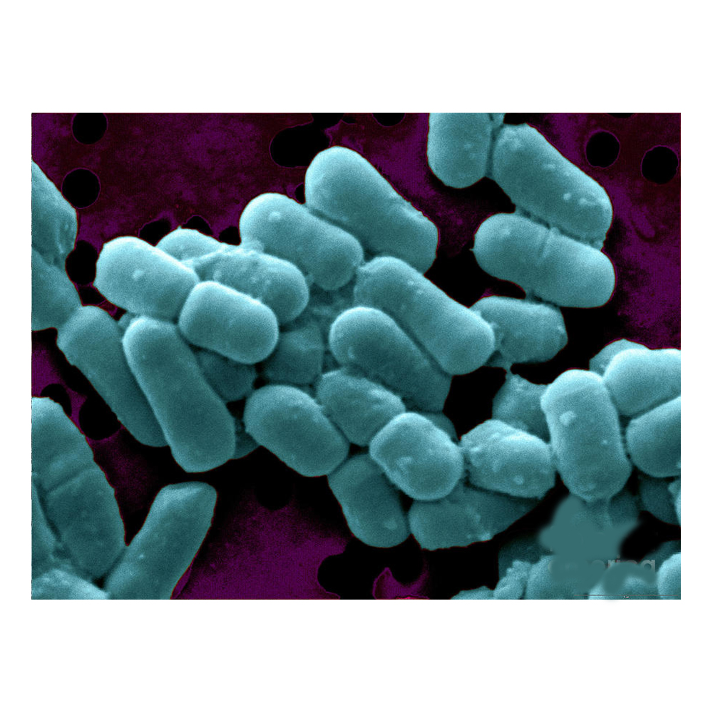 Заводская цена, пробиотики высокого качества, пробиотики Lactobacillus Fermentum-Zealmax Biopharma