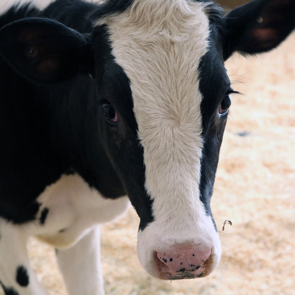 Живые Беременные хифферы Friesian Holstein для продажи