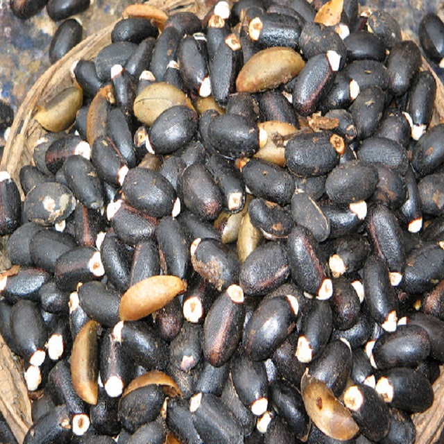 Top Quality Dried Jatropha Seeds for Sale