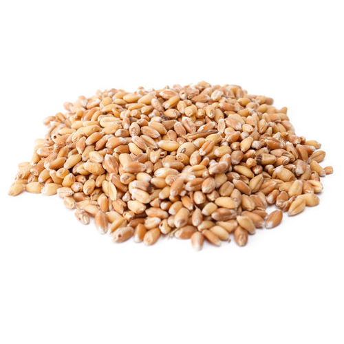 Raw Barley / organic malt barley / Hulled Barley
