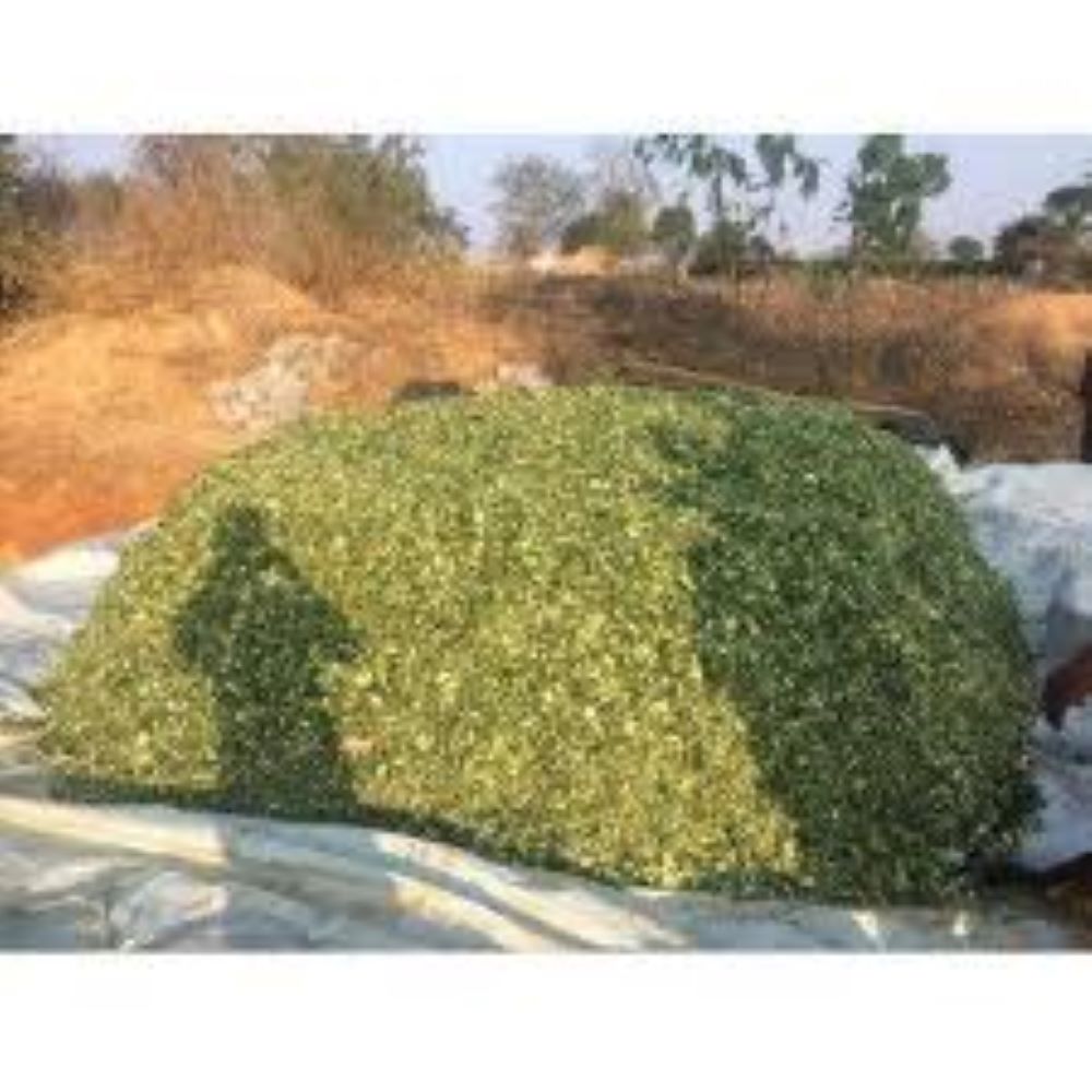 Лучшая оптовая продажа силажа кукурузы из Пакистана