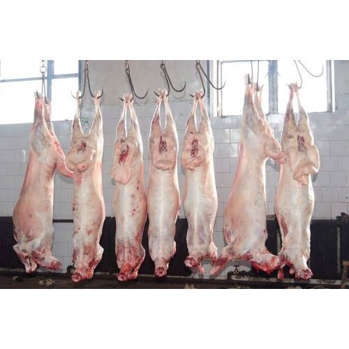 HALAL FRESH CHILLED GOAT MUTTON MEAT/ LAMB MEAT CARCASS ready for export from Pakistan