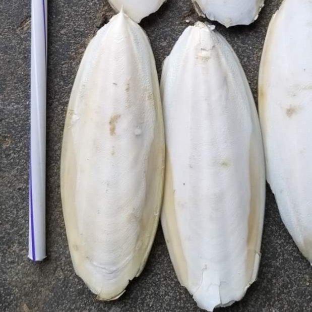 Cutlefish кость/каракатицы костяной порошок дешевая цена для птицы