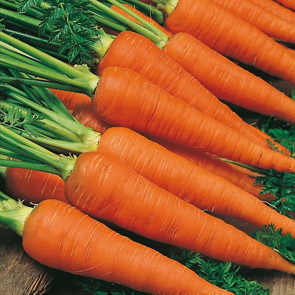 Fresh Carrot From Vietnam
