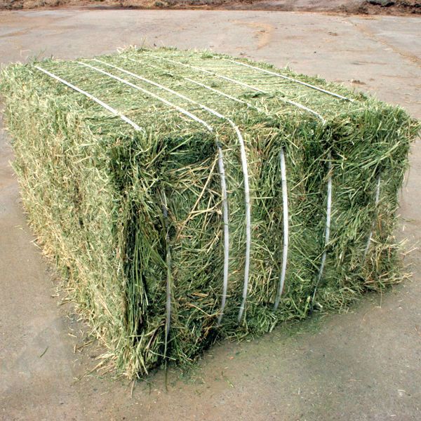 Первоклассное качество ALFALFA. Тюки 750 кг. 16% Протеин