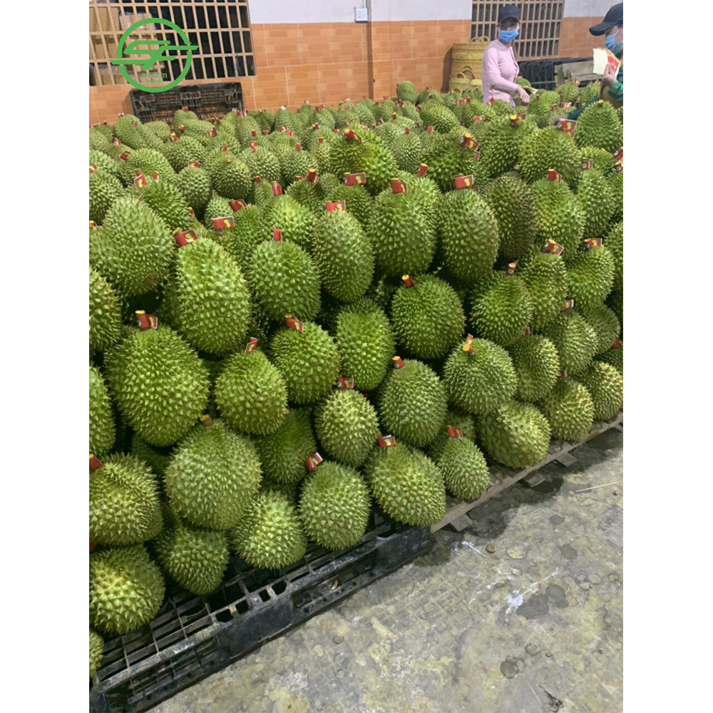 Свежий дуриан вьетнамский продукт, самый вкусный дуриан (Whatsapp/zalo/wechat: + 84 912 964 858)