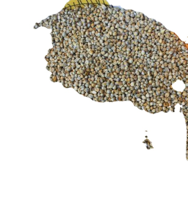 Green Millet/ Bulk Green Millet Available in Ukraine