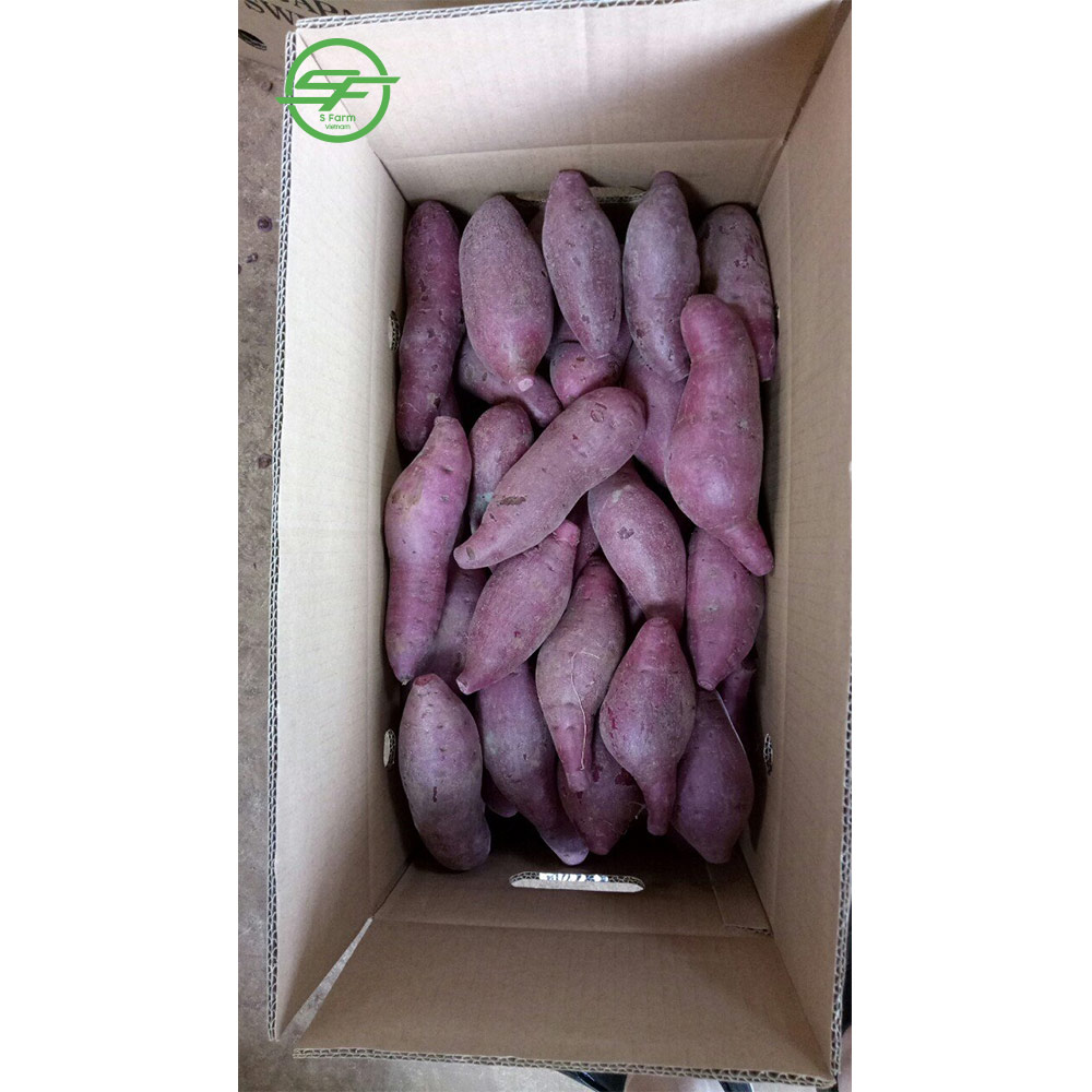 Здоровое питание-свежий фиолетовый сладкий картофель на продажу (Whatsapp/zalo/wechat: + 84 912 964 858)