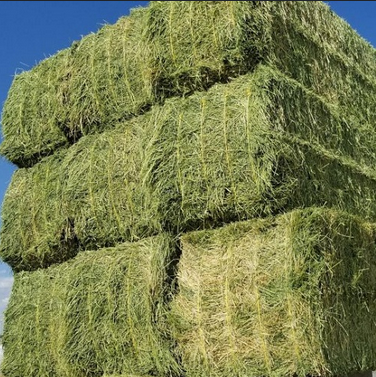 Top Quality Premium Alfalfa Hay At Best Price/low Price