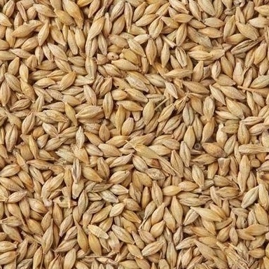 Best Barley For Animal Feed and Human