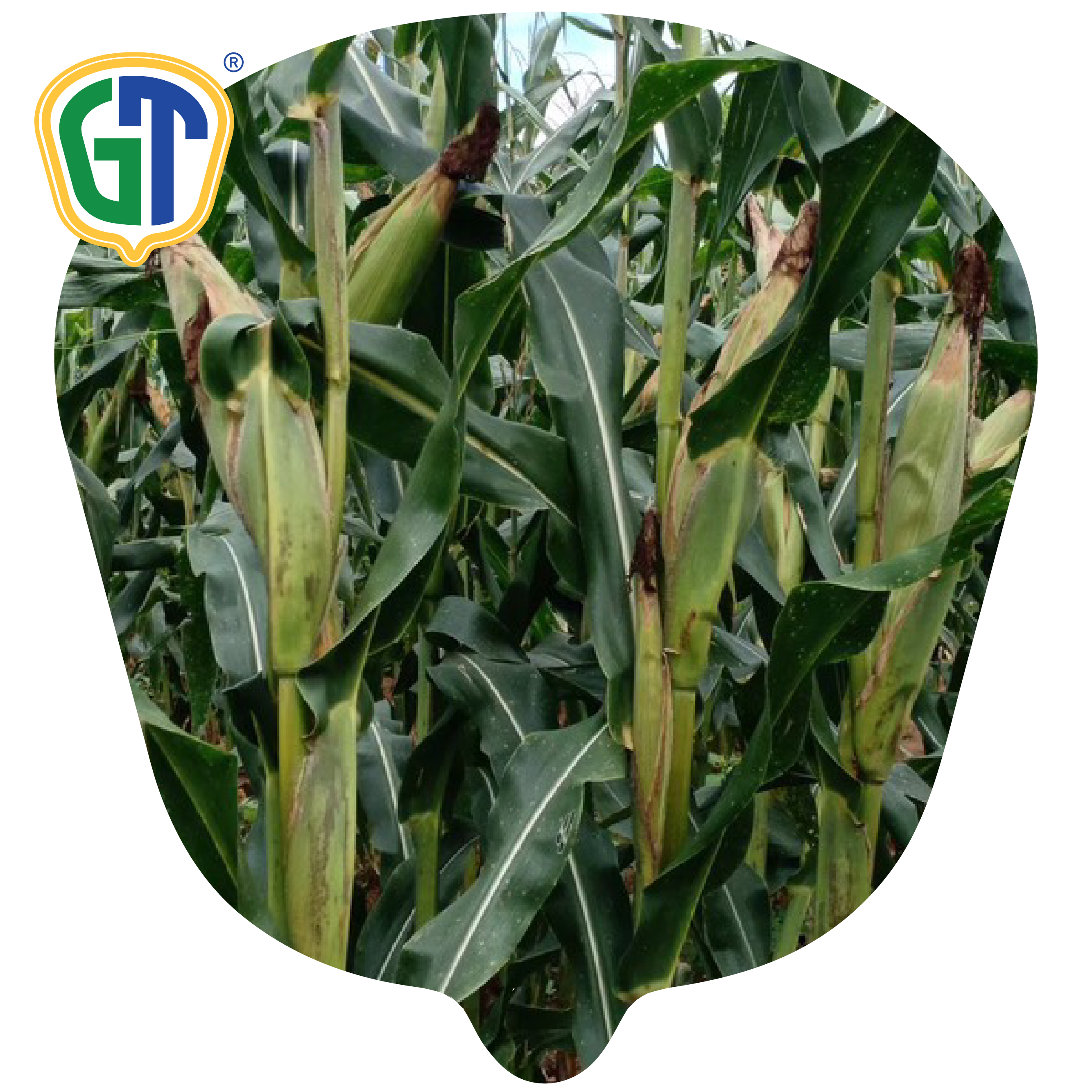 55 Days Flowering Good Tip Filling Long Ears Upper Land Hybrid Corn Seeds