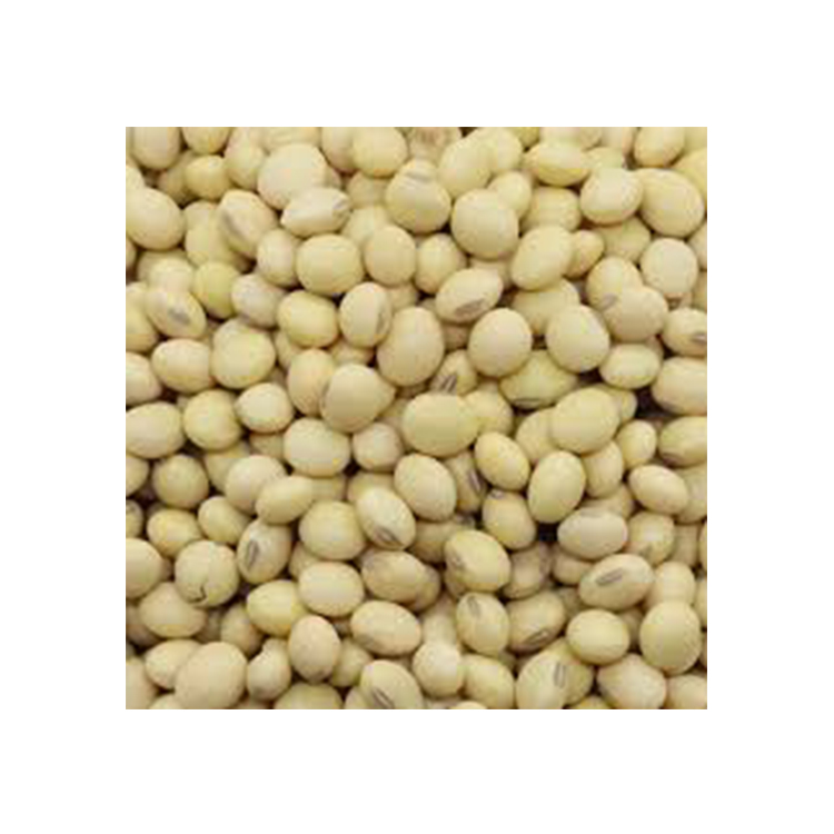 Premium Grade Machine Cleaned Soya Beans / Soybeans for Sale