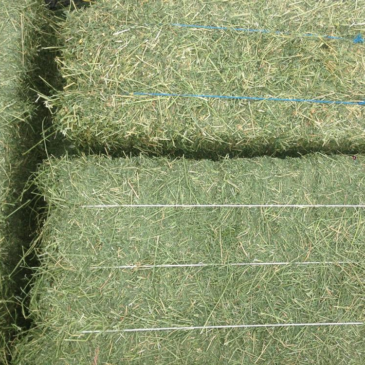 alfalfa hay for sale