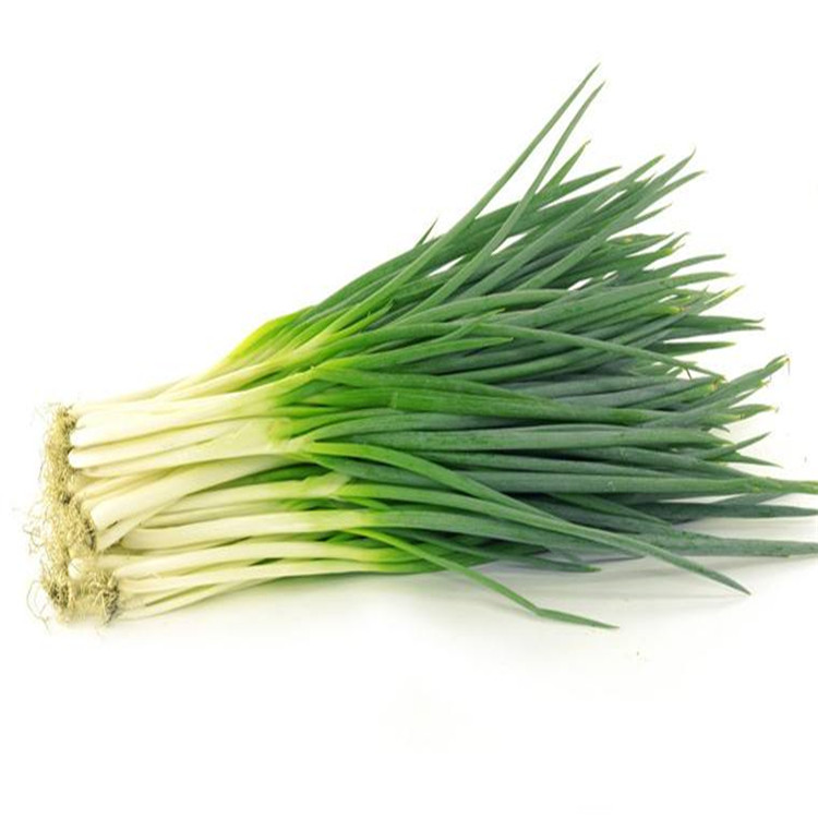 Top Quality Fresh Scallion For Sale.