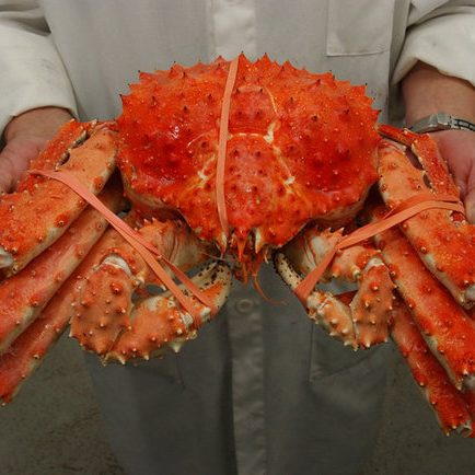 Live Red King Crab Norwegian King Crab Alaskan King Crab For Sale