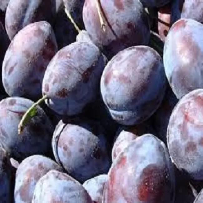 Juicy Fresh Plums Now Available For Sale