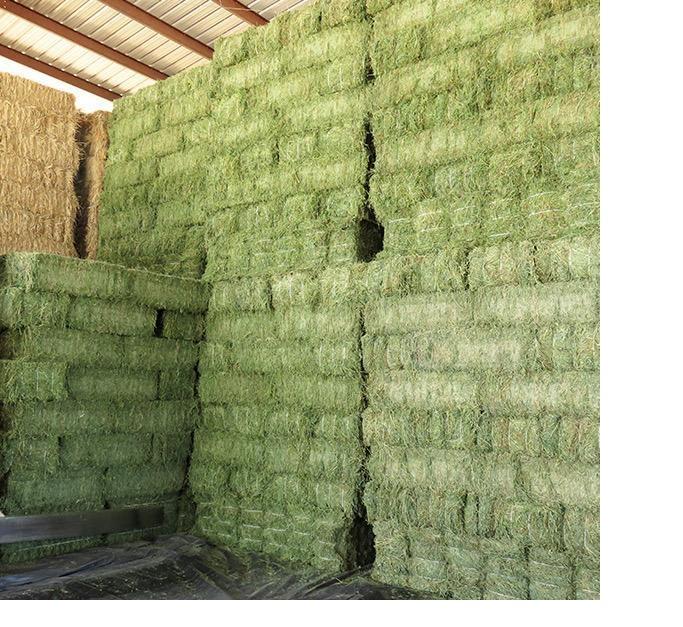 Pure Quality Alfafa Hay/Bales/Pellets Animal Feeding in Bulk for Exportation
