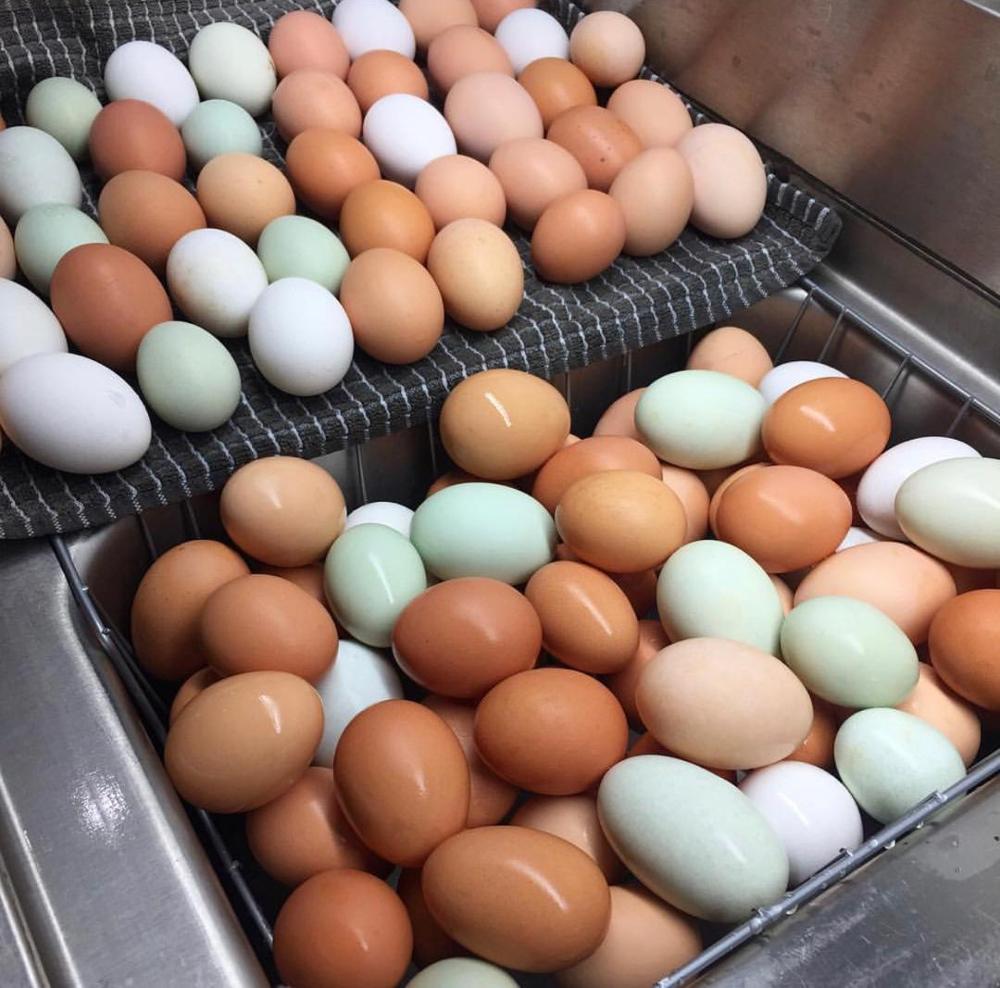 Ukraine Farm Fresh Chicken Table Eggs/ Brown and White Shell Chicken Eggs