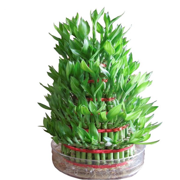 home/business center lucky bamboo