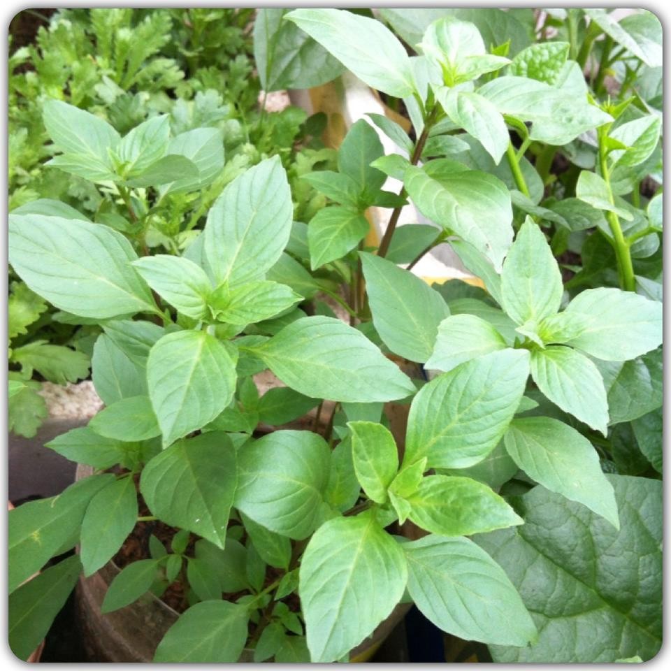 High Quality Basil from Vietnam