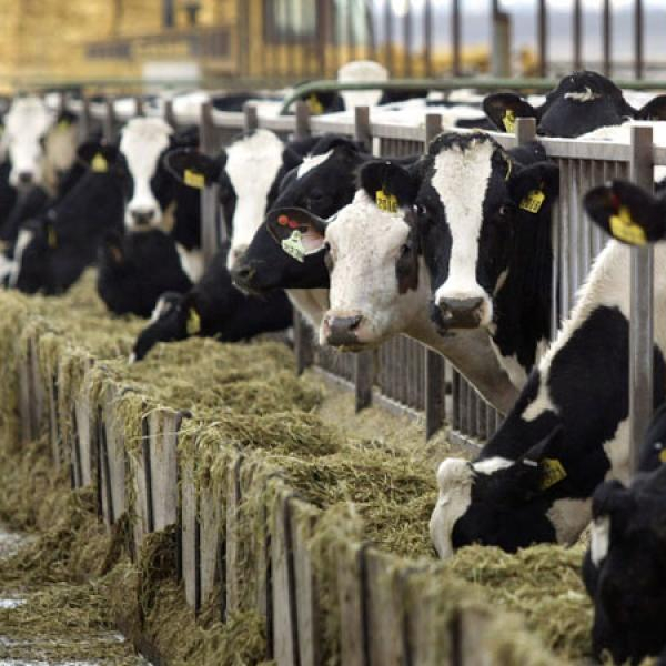 Хифферы Friesian Holstein для беременных коров