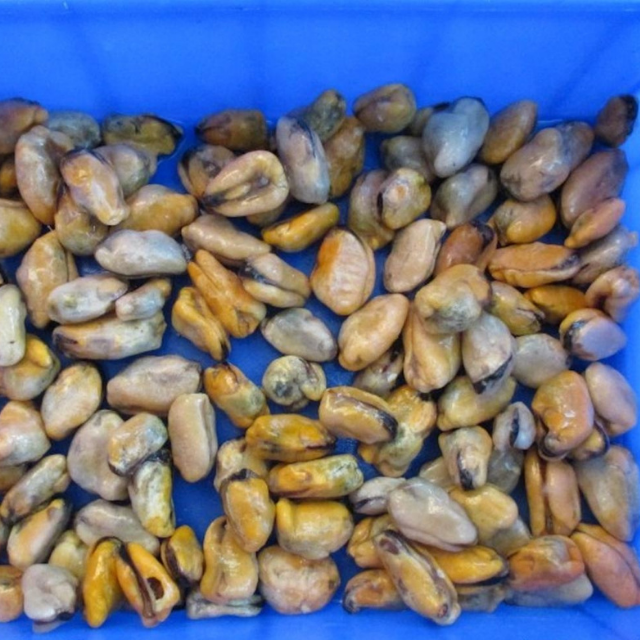 Fresh and frozen Mytilidae (Sea mussels nei) for international market