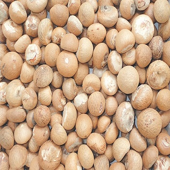Betel Nut / Vietnam Product/Высокое качество/лучшие цены