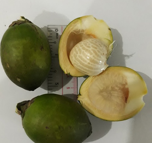 BETEL NUT/ ARCECA NUT из Вьетнама лучшее качество/цельная гайка