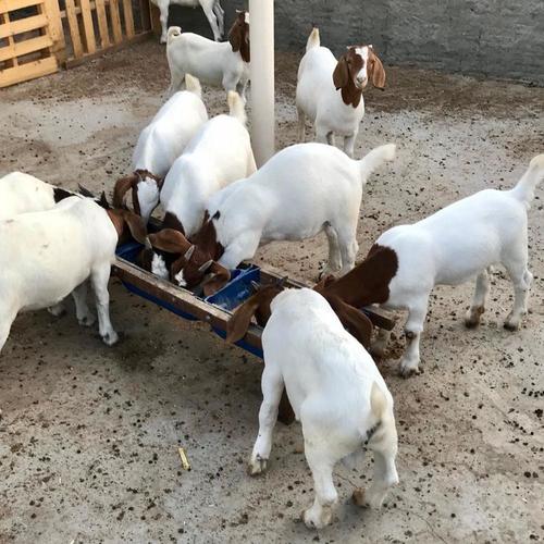 100% Pureblood Mature boar goat for sale