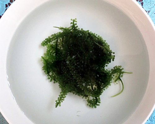 SEA GRAPES - Caulerpa lentillifera - VIETNAMESE SEAWEED / Amber +84383004939