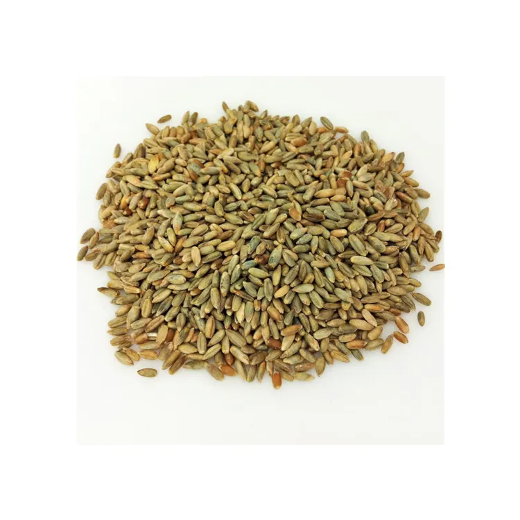 2022 Latest Crop New Arrival Dried Agriculture Grain Organic Rye at Wholesale Price