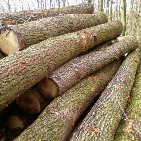 Европейские круглые бревна из твердой древесины