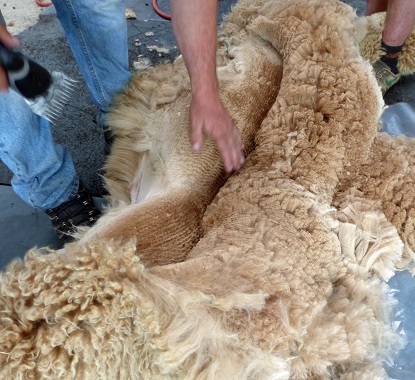 Alpaca Wool Fiber