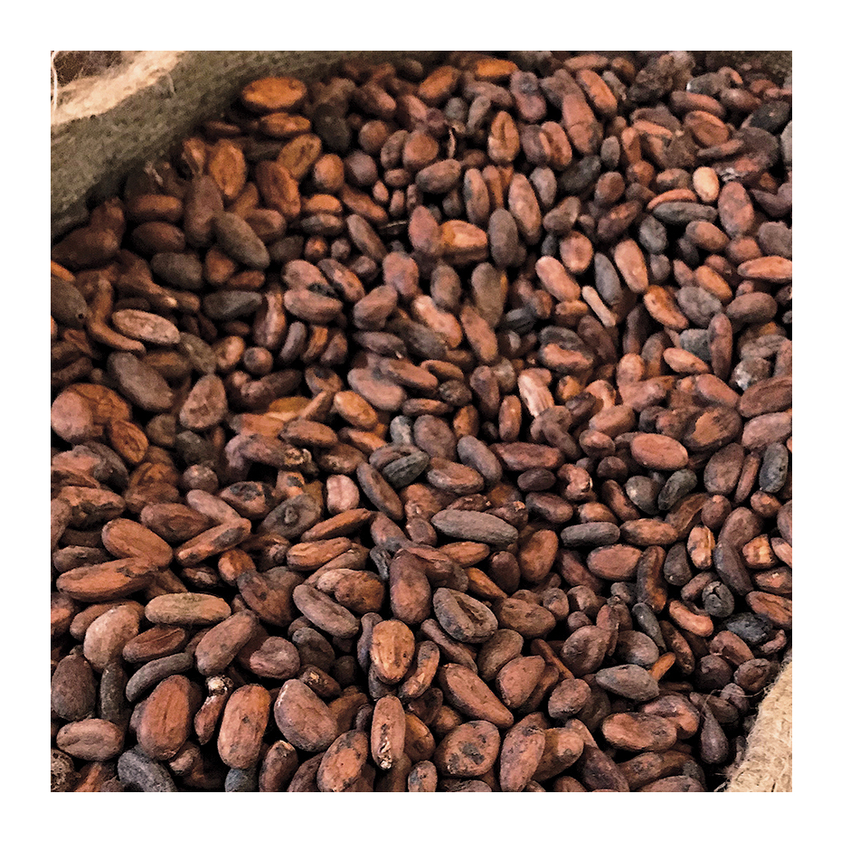 2020 Competitive Price Wholesale Newest Crop Cocoa Beans / Raw Coco Beans / Dried Cocoa Beans