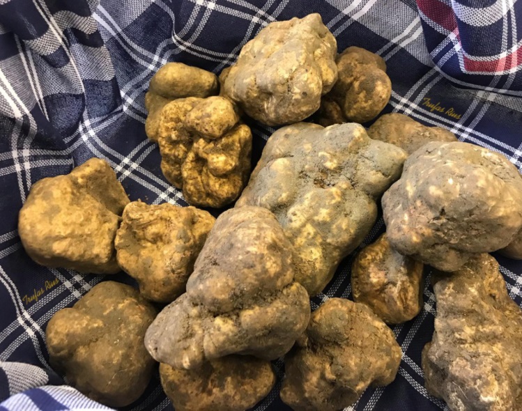 Лучшая цена на черно-белый трюфель в наличии