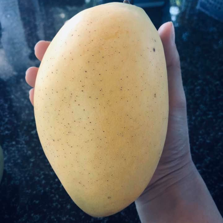 Замороженное манго (полностью, полуобрезанное, на палочке, игральные кости...) + 84947900124