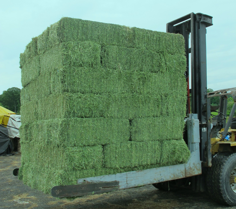 Ukrainian hay Good alfalfa for Animal Feed Cattle Horse Chicken Pets